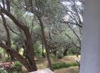 Продано : Срочная продажа нового дома в Старом Баре с большим участком с оливками