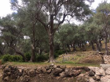 Срочная продажа нового дома в Старом Баре с большим участком с оливками