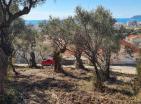 Земельный участок в Баре площадью 620 м2 с панорамным видом на море и оливковыми деревьями
