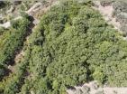 Эксклюзивный земельный участок площадью 5700 м2 с дубами и оливками для кемпинга или эко-деревни Добра Вода