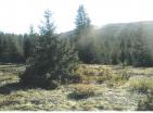 Эксклюзивный горный участок для охотничьего хозяйства 19720 м среди нетронутой природы Дурмитора